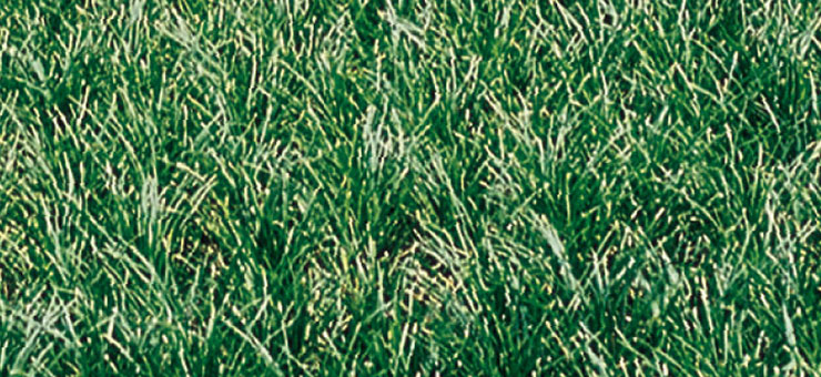 Green Mondo Grass