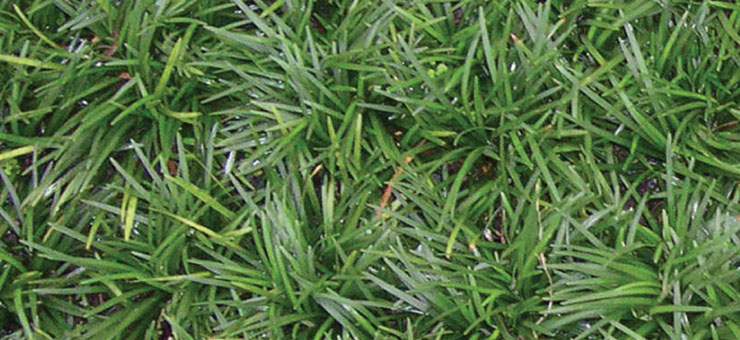 Nana Dwarf Mondo Grass